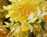 A picture of step 1 of Dandelion honey.