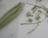 Foto del paso 4 de la receta: Olleta Alcoyana, típica de Alcoy