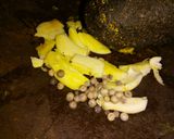 Foto langkah ke 2 dari resep 008. Cumi Goreng Tepung (MPASI 1y+*).