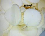 Foto langkah ke 2 dari resep Cassava garlic || Kripik singkong gurih bawang putih.