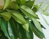 Hình bước làm 4 của món Chim chao lá mắc mật