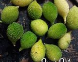 A picture of step 1 of Teasel Gourd Chips with Coconut flour.