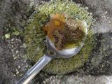 भुट्टे का निमोना (bhutte ka nimona recipe in Hindi)