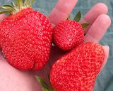 Hideg eperkrémleves🍓 recept fázis 1 fotója