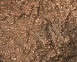 A picture of step 3 of Tuscan Black Crostini “alla Senese”.