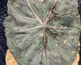 A picture of step 13 of Colocasia Leaves/Patod/Patra/Arbi ke patte.