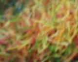 Colored swaiyyan recipe step 2 photo
