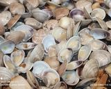 Foto del paso 7 de la receta: Judías blancas con langostinos y chirlas enfadadas