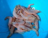 Foto del paso 1 de la receta: Gambas frescas salteadas al ajillo y perejil