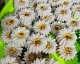 Foto langkah ke 4 dari resep Nagasari bunga tulip.