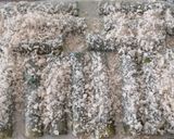 Une image de l'étape 7 de Cannelloni ricotta épinards.