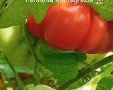 Foto del passaggio 1 della ricetta Passata di pomodoro km zero fatta in casa 🏡 dall' orto alla tavola 👩🍳🍅🏡🇮🇹🦁
