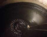 Foto del paso 8 de la receta: Chipirones en su tinta