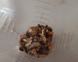 Foto del paso 8 de la receta: Pechuga rellena con crema de champiñones🍄