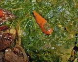 Foto langkah ke 6 dari resep Sayur Ubi Tumbuk.