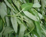 Hình bước làm 1 của món Gỏi tôm rau muống