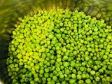 Guisantes con huevo