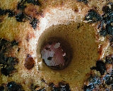 Foto langkah ke 9 dari resep Chiffon Cake Cappucino.