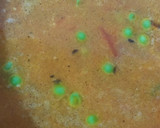 மசாலா ஓட்ஸ் ரெசிபி ஸ்டேப் 4 புகைப்படம்