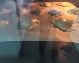 Foto del paso 5 de la receta: Empanadillas de atún para San Valentín