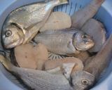 Foto del paso 1 de la receta: Zarzuela de merluza, rape y dorada