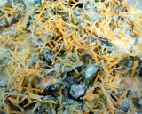 Foto del paso 4 de la receta: Brócoli al roquefort gratinado