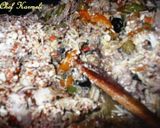 Foto del paso 1 de la receta: Pava Silvestre Alcaparrada al Txacolí