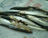Foto del paso 1 de la receta: Conservas de anchoas