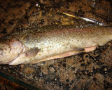 Foto del paso 1 de la receta: Truchas a la mallorquina