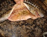 Foto del paso 1 de la receta: Trucha con crujiente de sésamo