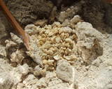 Foto del paso 2 de la receta: Delicias de avena y anacardos para Navidad