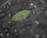 Foto del paso 6 de la receta: Carbonata