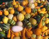 Foto del paso 2 de la receta: Guiso de calabaza fácil, sano y digestivo