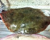 Foto del paso 4 de la receta: Rodaballo a la plancha