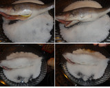 Foto del paso 2 de la receta: Lubina a la sal