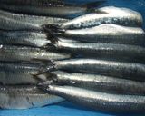 Foto del paso 1 de la receta: Sardinas horneadas con tomate y cebolla