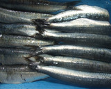 Foto del paso 1 de la receta: Sardinas horneadas con tomate y cebolla