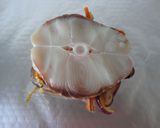 Foto del paso 3 de la receta: Tintorera en papillote con gambas