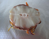 Foto del paso 3 de la receta: Tintorera en papillote con gambas