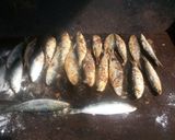 Foto del paso 2 de la receta: Sardinada en barbacoa