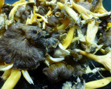 Foto del paso 3 de la receta: Revuelto de hongos variados