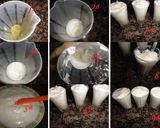Foto del paso 7 de la receta: Sorbete de uvas al cava