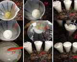 Foto del paso 7 de la receta: Sorbete de uvas al cava
