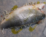 Foto del paso 5 de la receta: Lubina rellena de gulas y gambitas en papillote