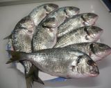 Foto del paso 1 de la receta: Filetes de dorada salvaje con setas y huevo