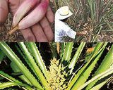 Foto del paso 2 de la receta: Atol de piñuela