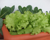 Foto del paso 1 de la receta: Ensalada “Bienvenida primavera”