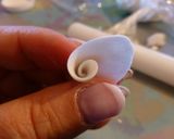 Foto del paso 3 de la receta: Rosas blancas de fondant para tarta de novios