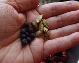 Foto del paso 1 de la receta: Compota de cerezas con helado de vainilla