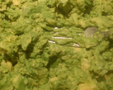 Foto del paso 2 de la receta: Guacamole México